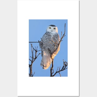 Snowy Owl Posters and Art